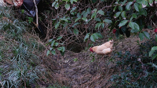 公鸡奔跑的母鸡GIF高清图片