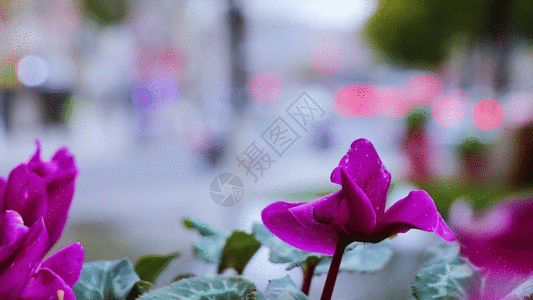 街道花朵GIF图片