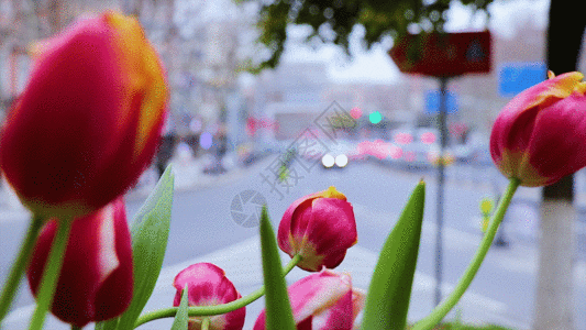 公路上的花朵GIF图片