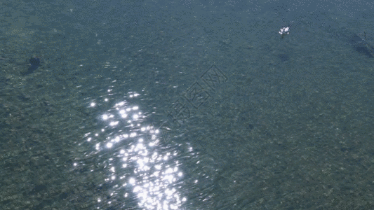 高原水鸟GIF图片