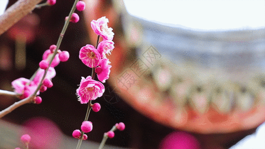 红梅花竖素材梅花 GIF高清图片