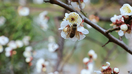 蜜蜂飞蜜蜂 白梅GIF高清图片