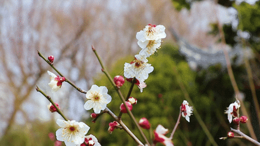 gif  |漂亮梅花gifgifgif  |墙外一枝梅花gifgifgif  |城市延时