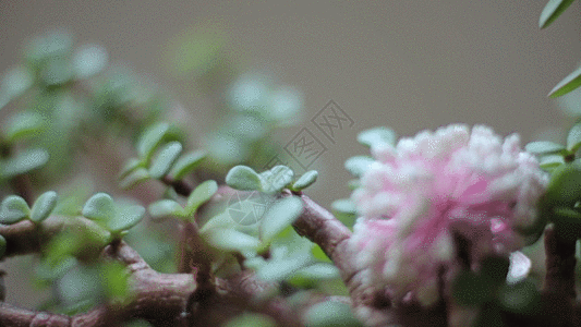 多肉盆栽开花实拍GIF图片