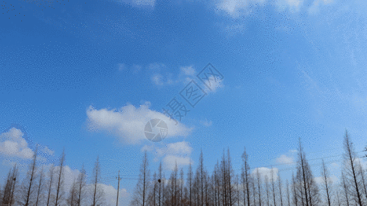 树林自然天空云延时GIF图片