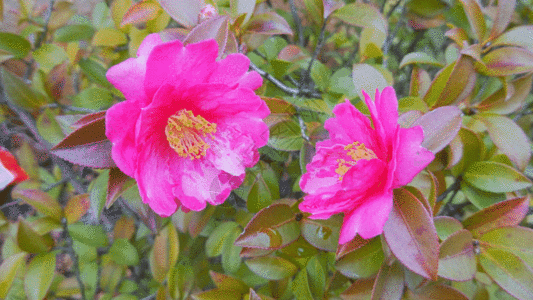 花朵GIF图片