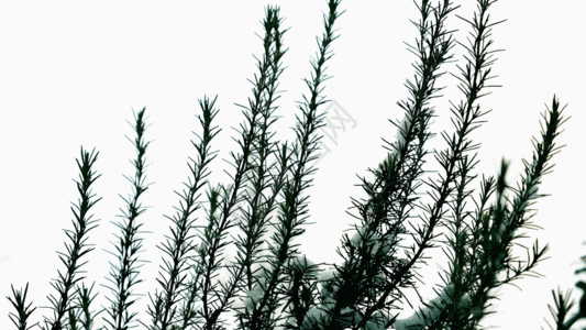 冬天松树GIF图片