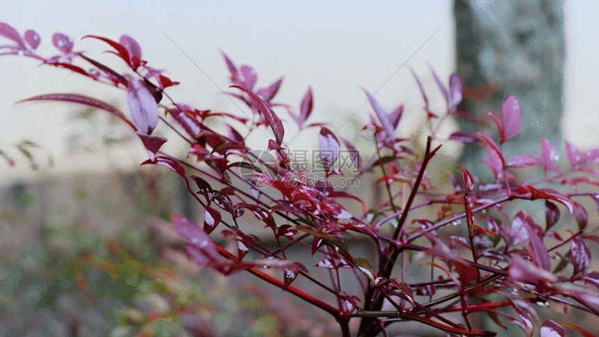 您提供gif动图正版 gif动态图片下载,该gif动态图片标题为实拍下雨