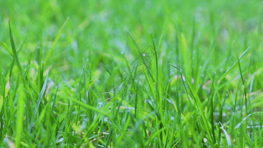 雨后草地唯美清新雨后小草GIF高清图片