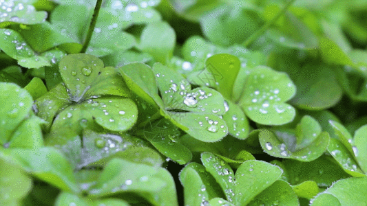 绿色植物gif图片素材