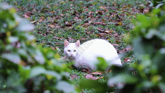草坪上的猫GIF图片