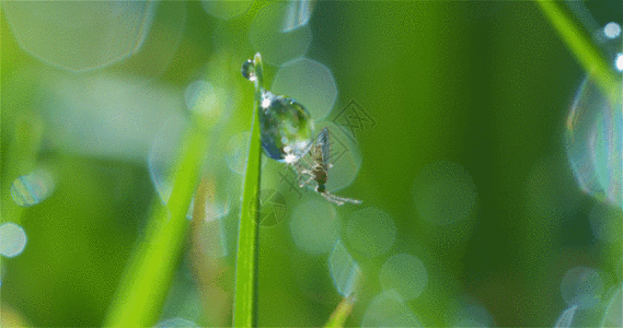 清晨的露珠水滴小昆虫GIF图片