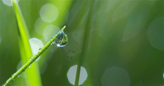 绿叶露珠水滴GIF图片