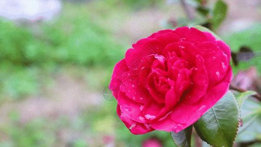 花朵GIF图片