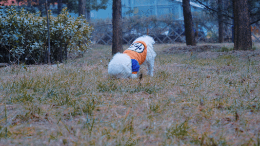 草坪草地广告gif图片-草坪草地广告动态图-草坪草地广告gif格式下载