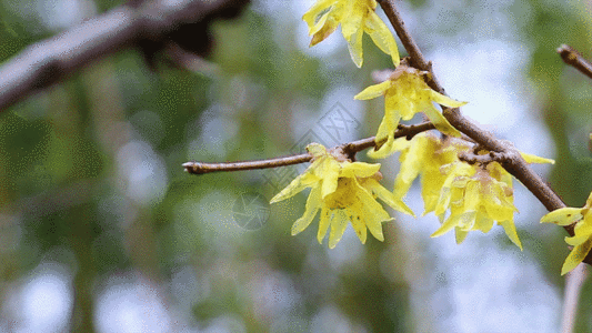 春天的迎春花GIF图片