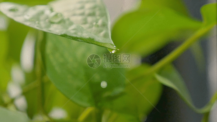 绿萝绿叶水滴滴落实拍gif