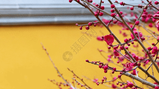 黄墙内数枝红梅GIF图片