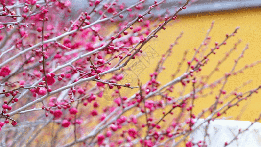 红梅花竖素材梅花GIF高清图片