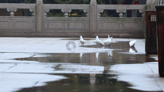 雨中鸽子GIF图片