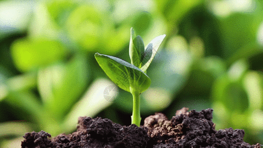 生命希望清新唯美浇水植物嫩芽GIF高清图片