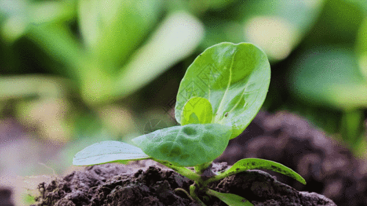 青菜肉丝植物嫩芽GIF高清图片