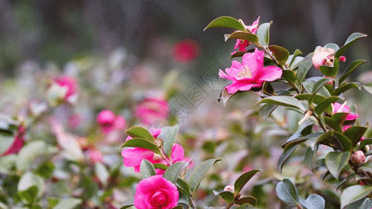 红茶花GIF图片