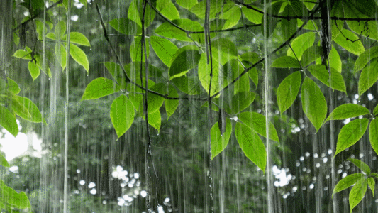 夏天 室内下雨中植物gif高清图片
