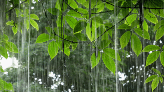 下雨中植物GIF图片