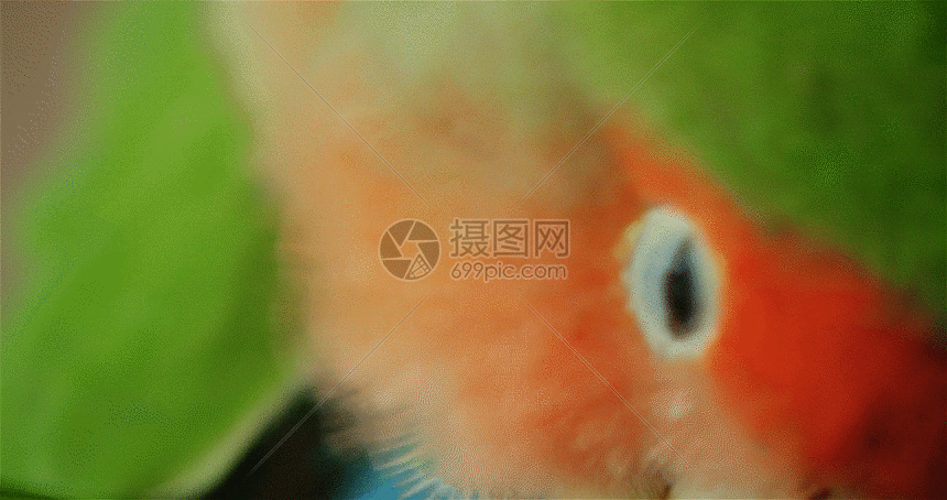 实景拍摄宠物鹦鹉鸟特写镜头gif