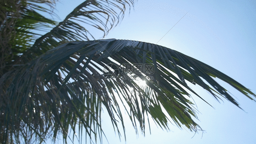 穿过椰子树叶的镜头的光斑gif