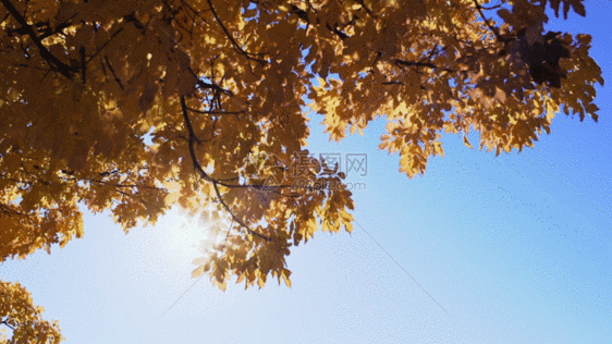 金黄色的树叶传穿透阳光GIF图片
