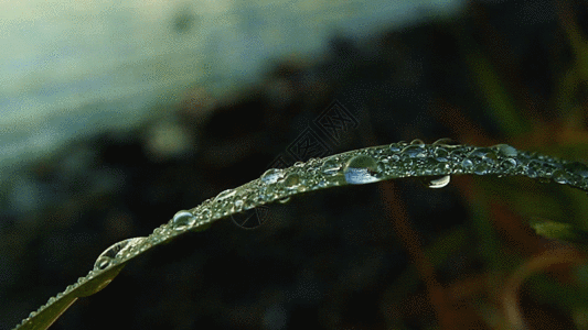 植物水滴清晨的树叶上露珠GIF高清图片