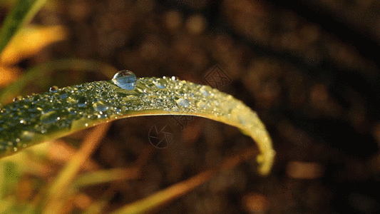 清晨树叶上的露珠水滴GIF图片