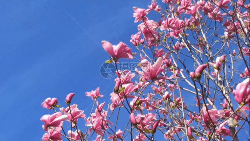 粉红色的玉兰花花朵gif