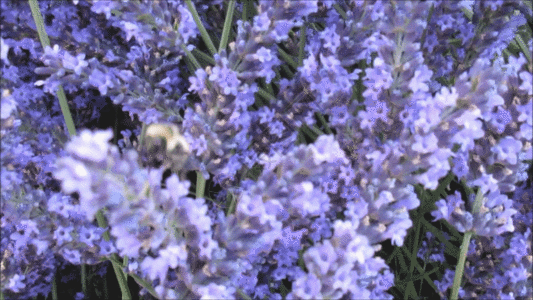 蜜蜂在紫蓝色薰衣草上采蜜GIF高清图片