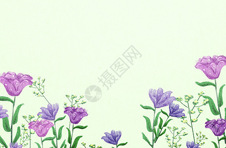 清新花卉插画图片