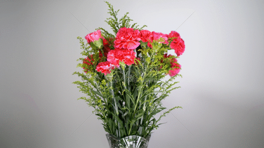 gif动态图片下载,该gif动态图片标题为实拍康乃馨动态gif,编号