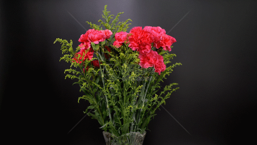 该gif动态图片标题为康乃馨动态视频黑白底gif,编号:401121486,格式