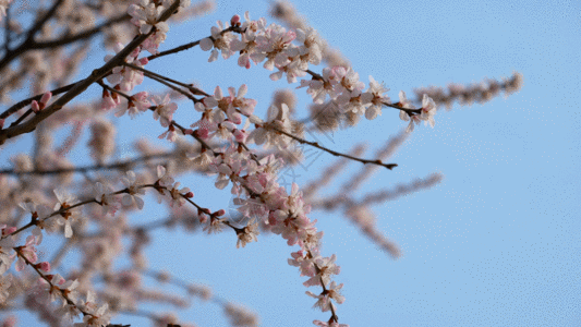 高清素材牵手蜜蜂采蜜GIF高清图片