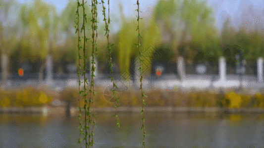 湖边柳树GIF图片