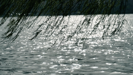湖面柳树GIF图片