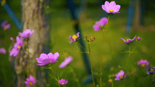 紫色太阳花GIF图片