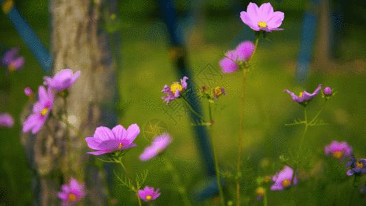 蔷薇花园紫色太阳花GIF高清图片