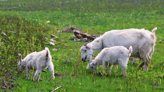 羊儿在山坡吃草GIF图片