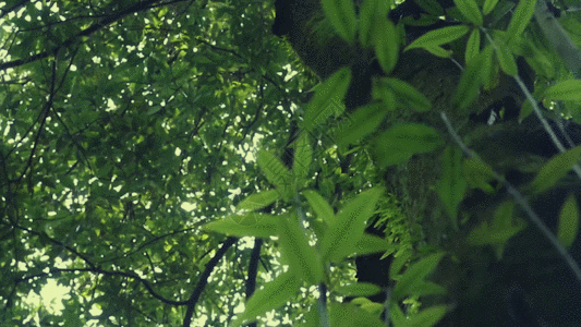 绿意阳光透过大树照耀过来GIF图片