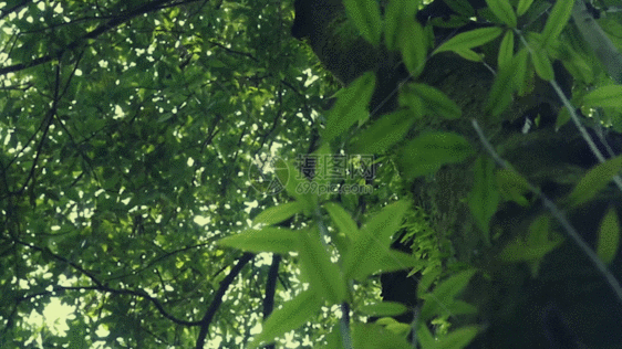 绿意阳光透过大树照耀过来GIF图片
