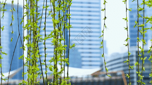 背景春色城市金融中心一抹春色GIF高清图片