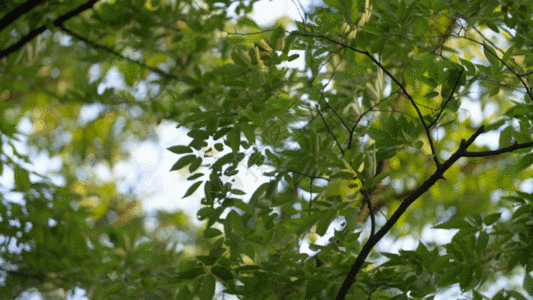 晴天绿色树叶GIF图片