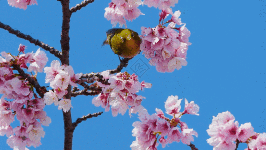 栖息春暖花开树枝上的黄鹂鸟GIF高清图片